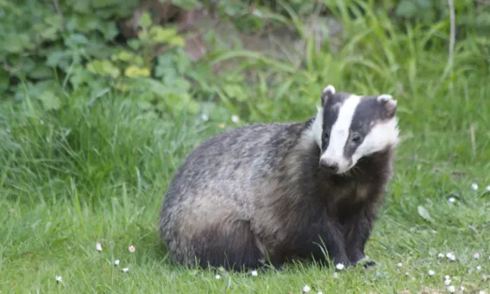 names for a badger