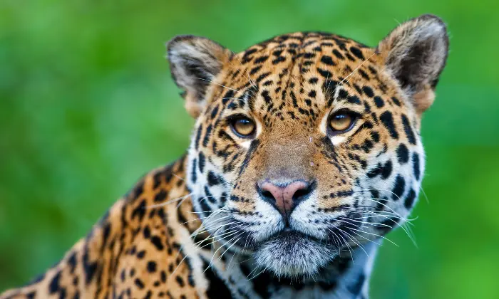 names for a jaguar