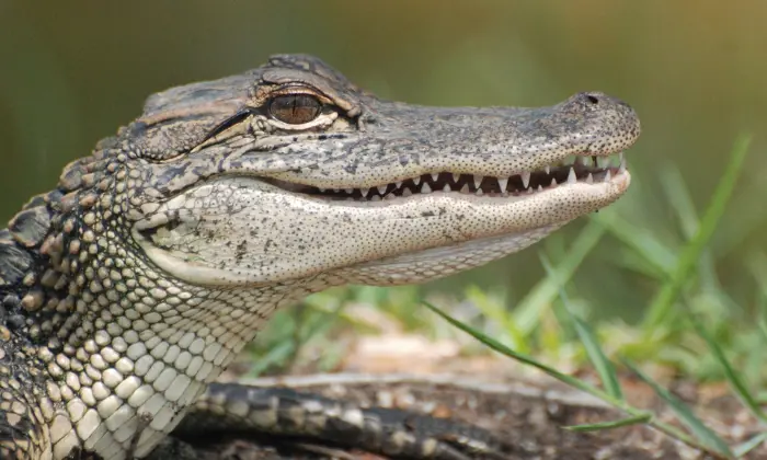 names for alligators