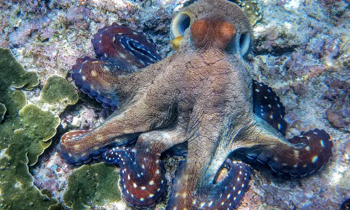 names for an octopus