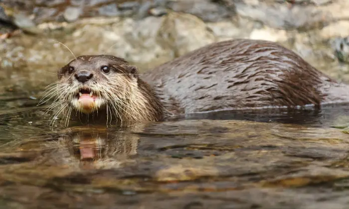 names for an otter