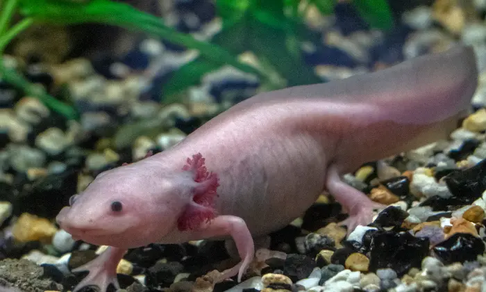 names for axolotls