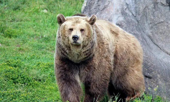 400+ Best Bear Names: Cute, Cool, And Unique Ideas