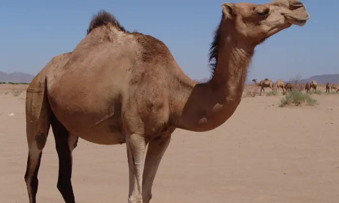 names for camels