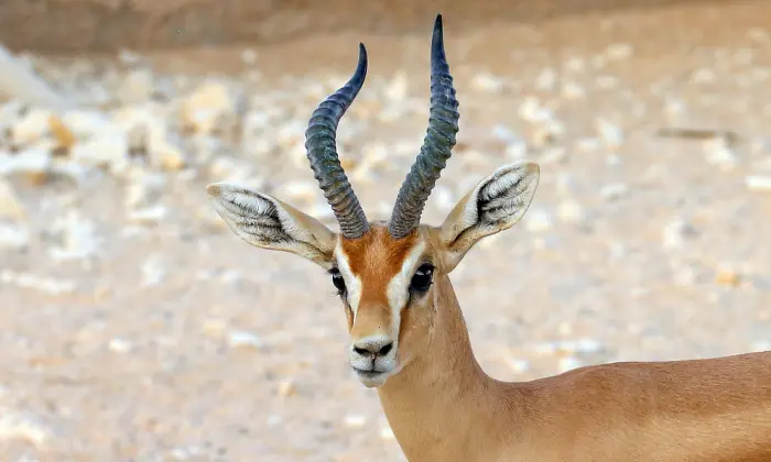 names for gazelle