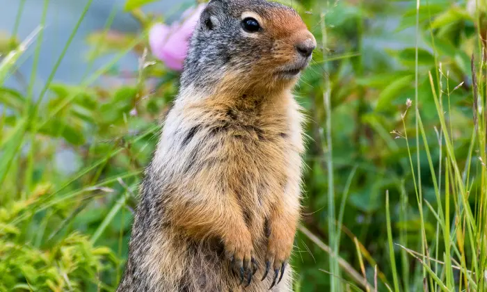 names for gopher