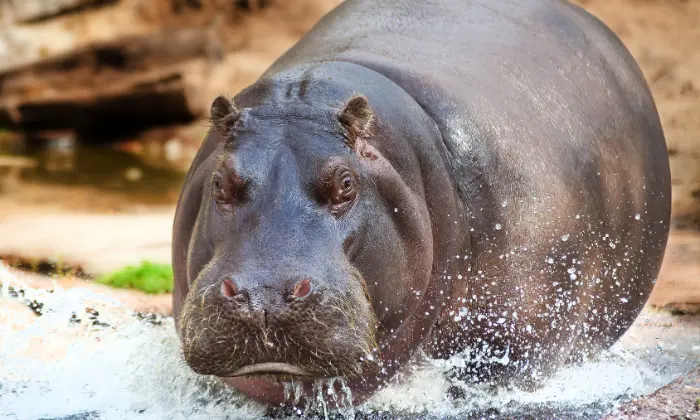 names for hippos