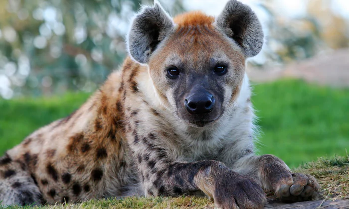 names for hyenas