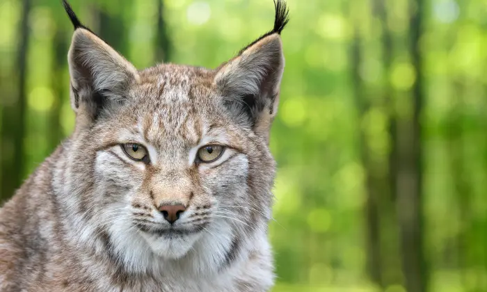 names for lynx