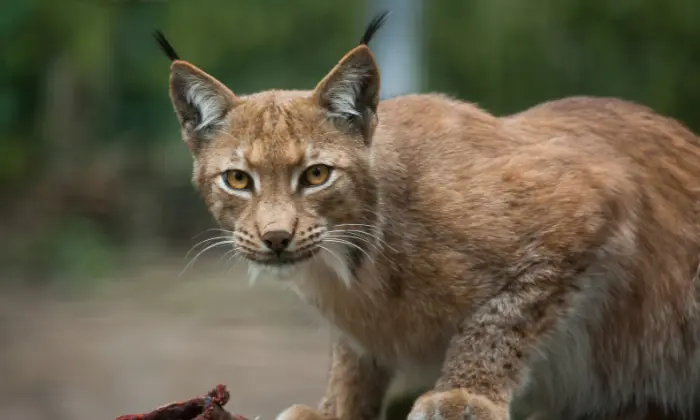 names for lynxes