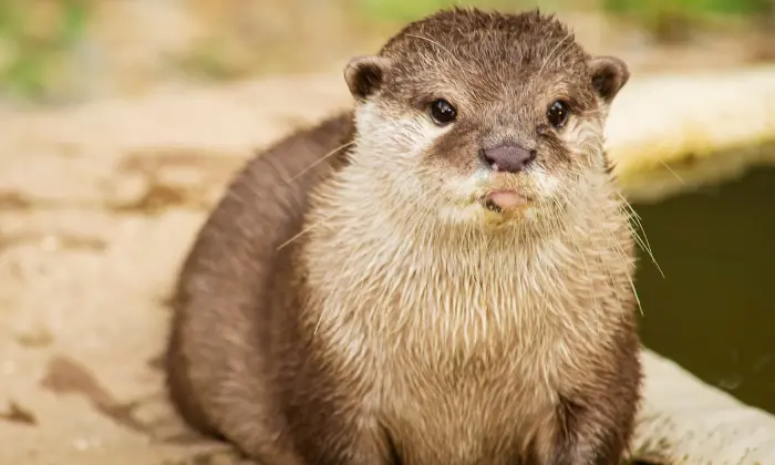 names for otters