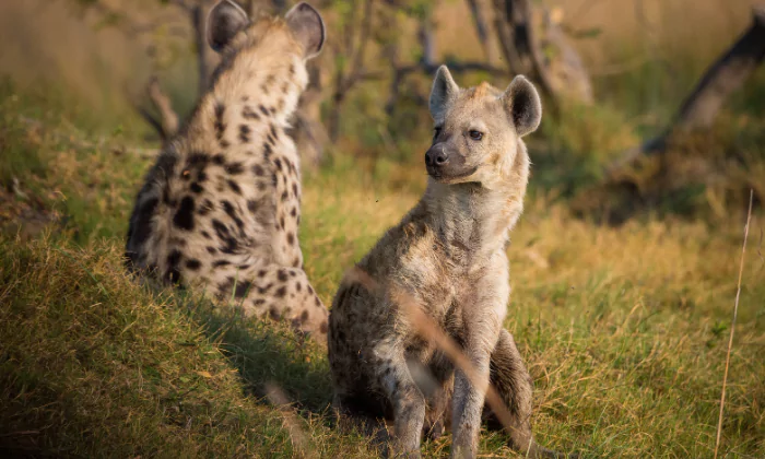 names that mean hyena