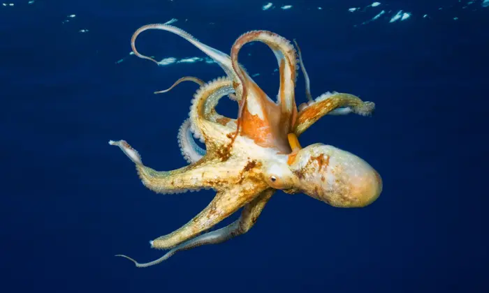 octopus names