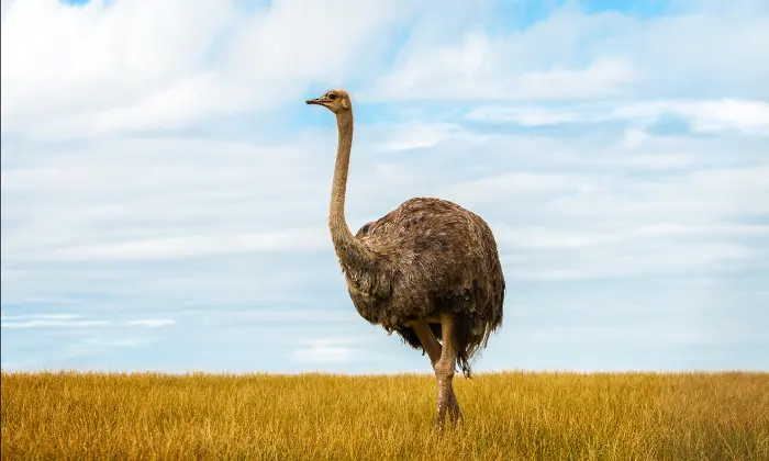 ostrich names