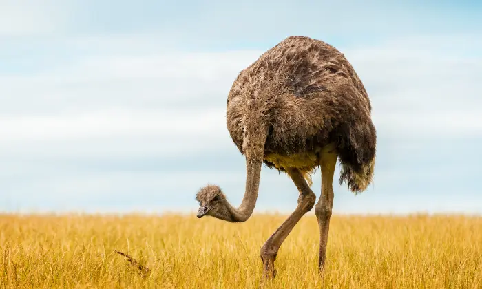 ostrich puns