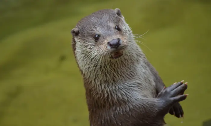 otter names