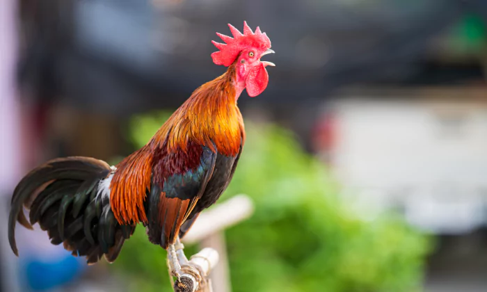 rooster names funny