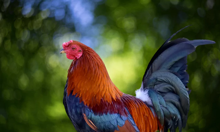 rooster names