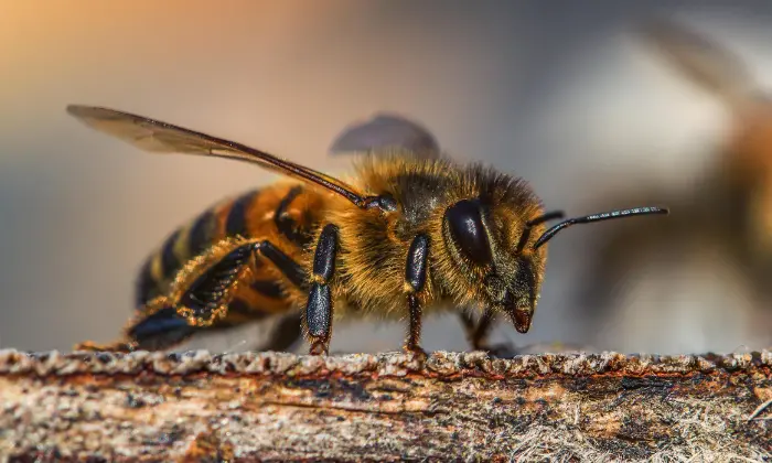 bee names