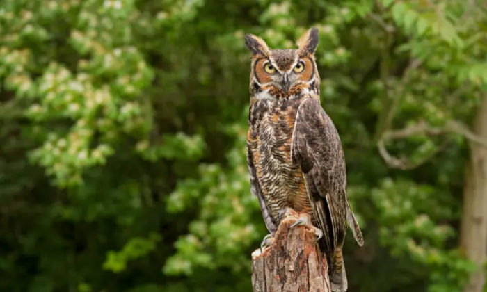 cool owl names