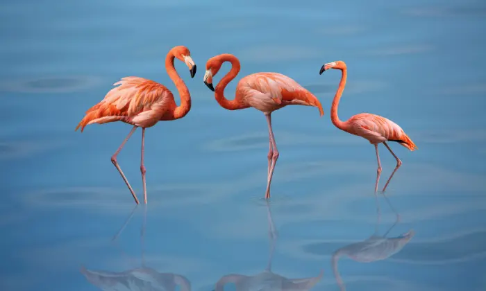 cute flamingo names