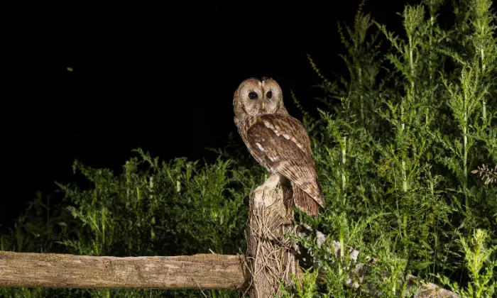 female owl names