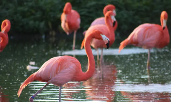 flamingo names