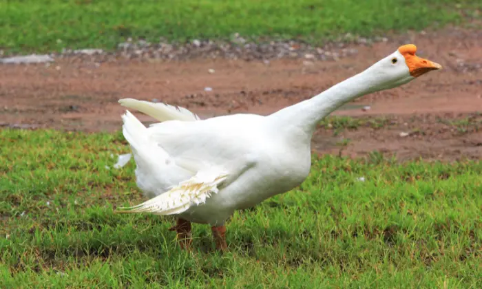 funny goose names