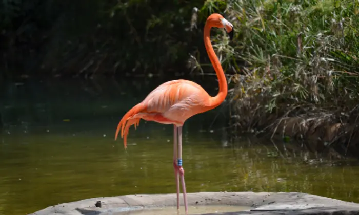 good flamingo names