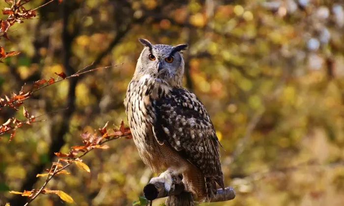 good owl names