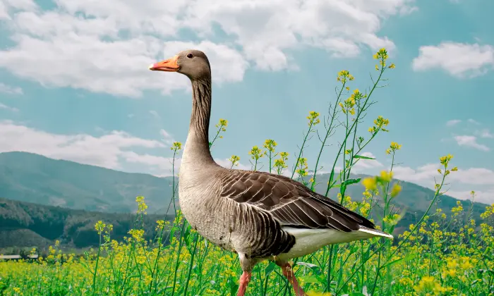 goose names