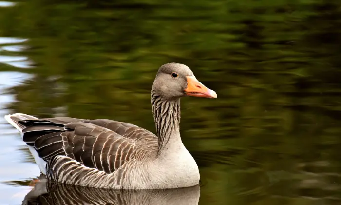 names for a goose