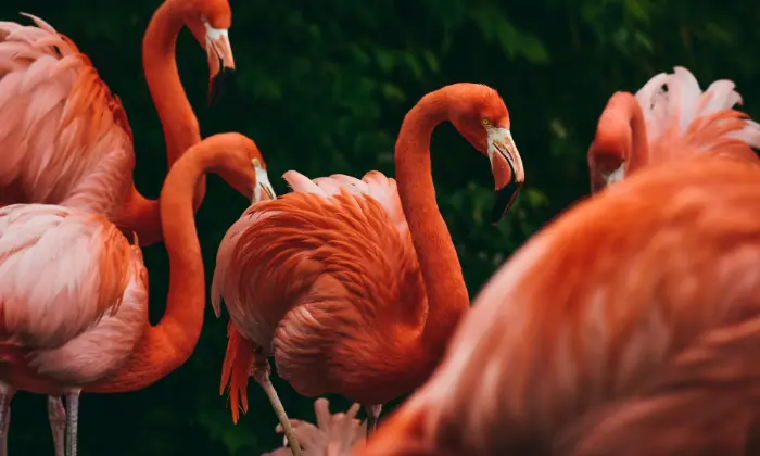 names for flamingos