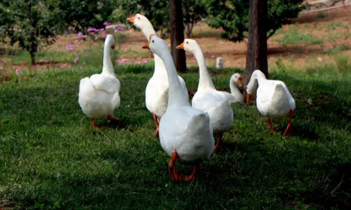 names for geese